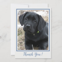 Merci noir Labrador - bleu gris mou Chien chiot