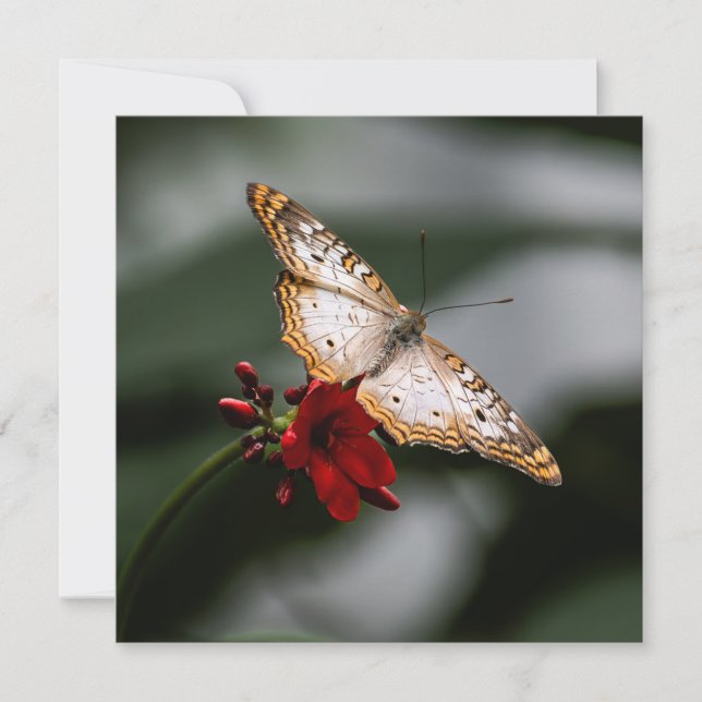 Merci papillon (Devant)