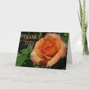 Merci Pchaque Rose