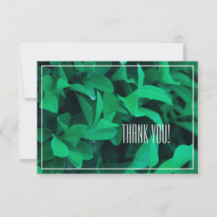 Merci plat Pale Green Leaf Plante