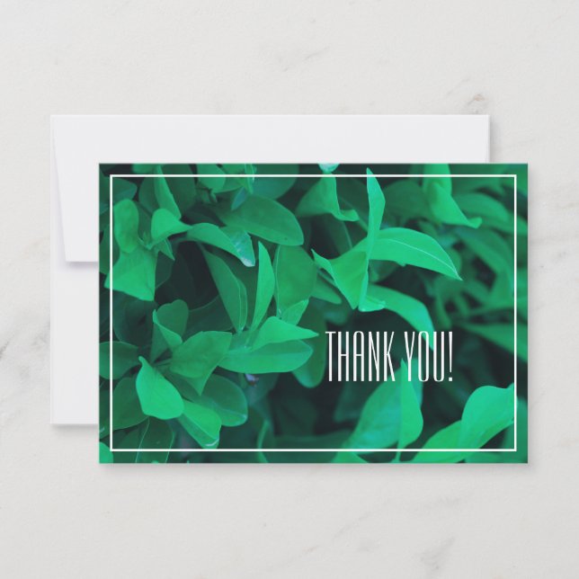 Merci plat Pale Green Leaf Plante (Devant)