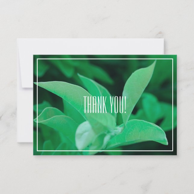 Merci plat Pale Green Leaf Plante (Devant)