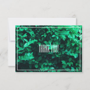 Merci plat Pale Green Leaf Plante