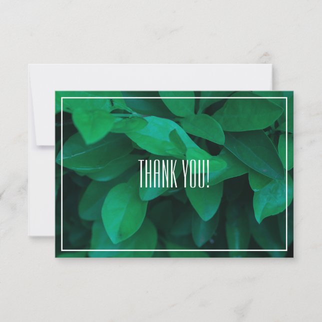 Merci plat Pale Green Leaf Plante (Devant)