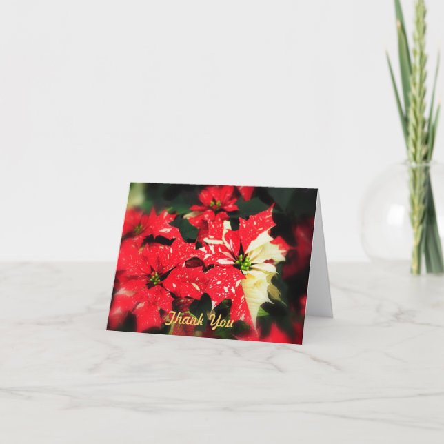 Merci Poinsettas (Devant)