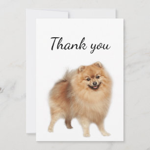 Merci Pomeranian chien animal animal animal 