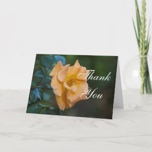 Merci Rose orange