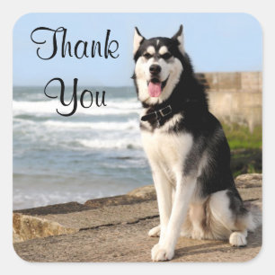 Merci Sibérie Husky Puppy Dog Stickers Étiquette