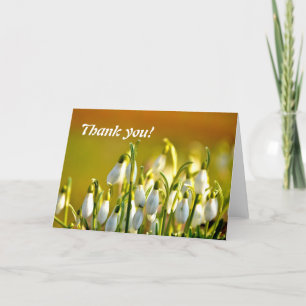 Merci Snowdrops Fleurs