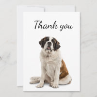 Merci St. Bernard Chien Animal de compagnie
