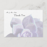 Merci succulent lilas translucide