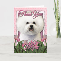 Merci - tulipes roses - Bichon Frise