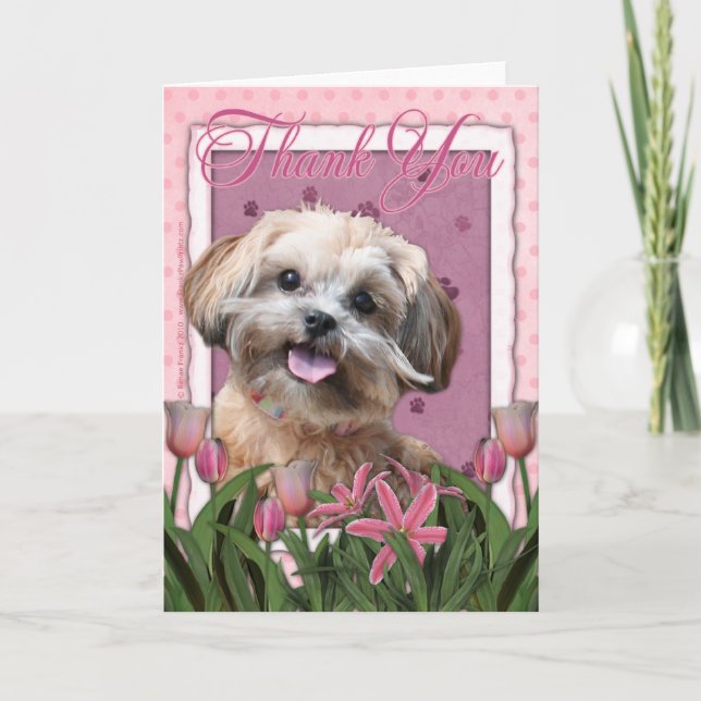 Merci - tulipes roses - ShihPoo - Maggie (Devant)