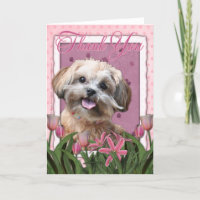 Merci - tulipes roses - ShihPoo - Maggie
