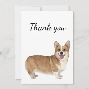 Merci Welsh Corgi Chien animal animal de compagnie