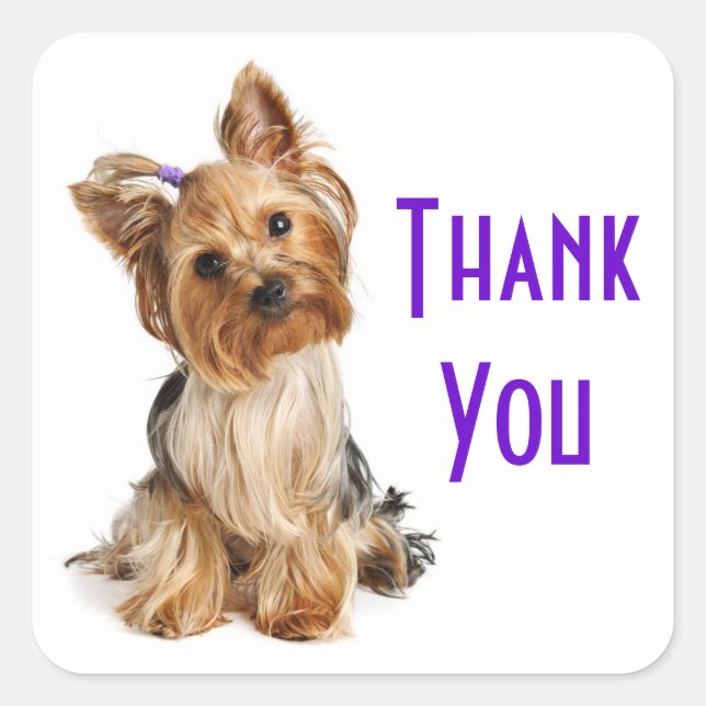Merci Yorkshire Terrier Stickers Chien (Devant)