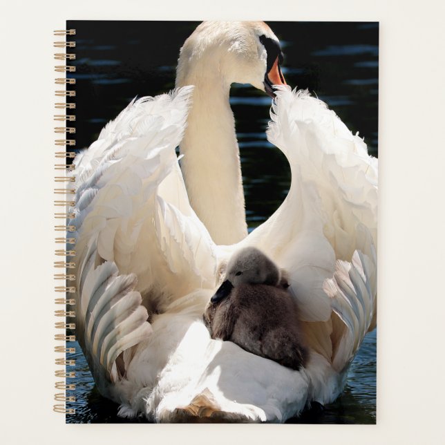 Mère Cygne avec Cygnets (cygnes bébés) (Devant)