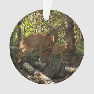 Mère et bébé cerf au Parc national de Shenandoah
