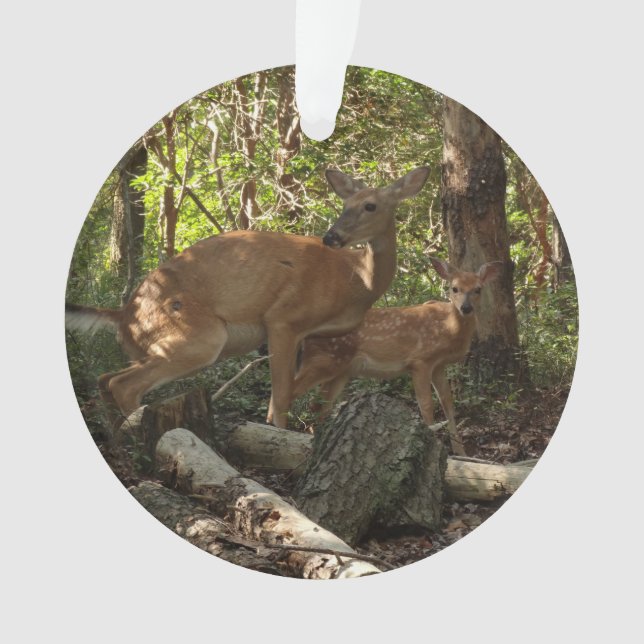 Mère et bébé cerf au Parc national de Shenandoah (devant)