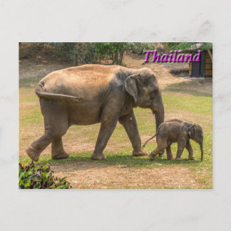 Mère et bébé éléphant, Thaïlande Carte postale