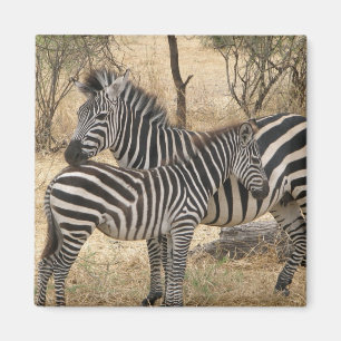 Mère et bébé Zebra Magnet