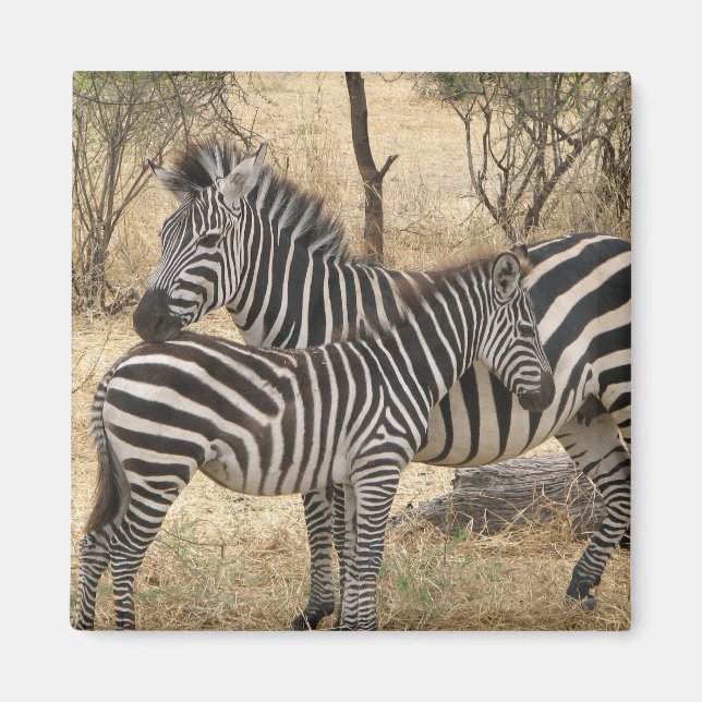 Mère et bébé Zebra Magnet (Devant)
