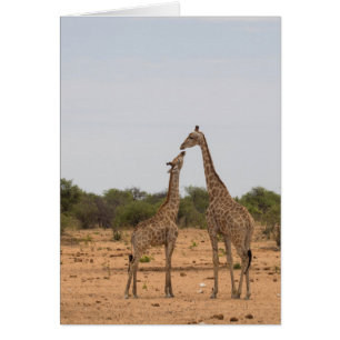 Mère et petite girafe
