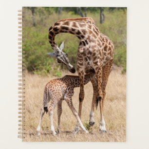 Mère girafe et bébé au Kenya