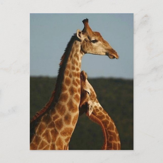 Mère Giraffe et sa carte postale bébé (Devant)