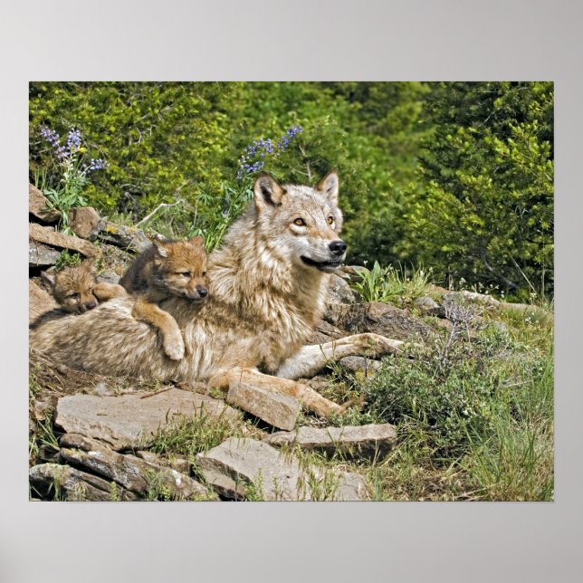 Mère Loup avec 2 Cubs Poster (Devant)