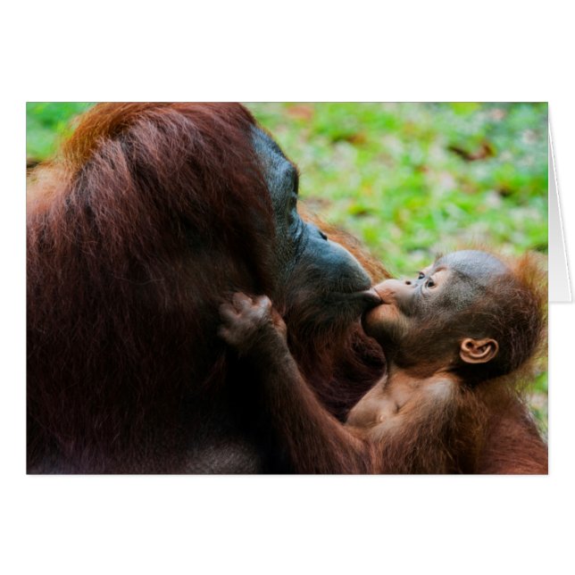 Mère orang-outan et bébé (Devant horizontal)