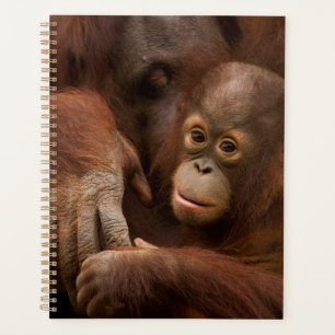 Mère orang-outan et bébé au zoo