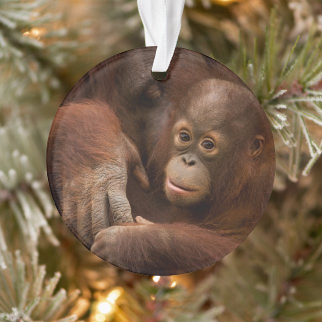 Mère orang-outan et bébé au zoo (Arbre)