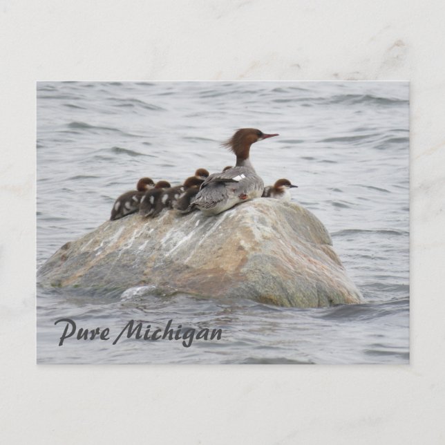 Merganser et poussins, carte postale du nord du Mi (Devant)