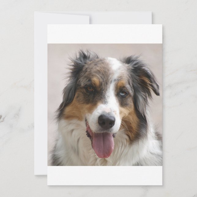 merle aussie (Devant)