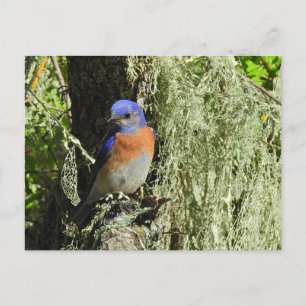 Merlebleue de l'Ouest, faune, carte postale
