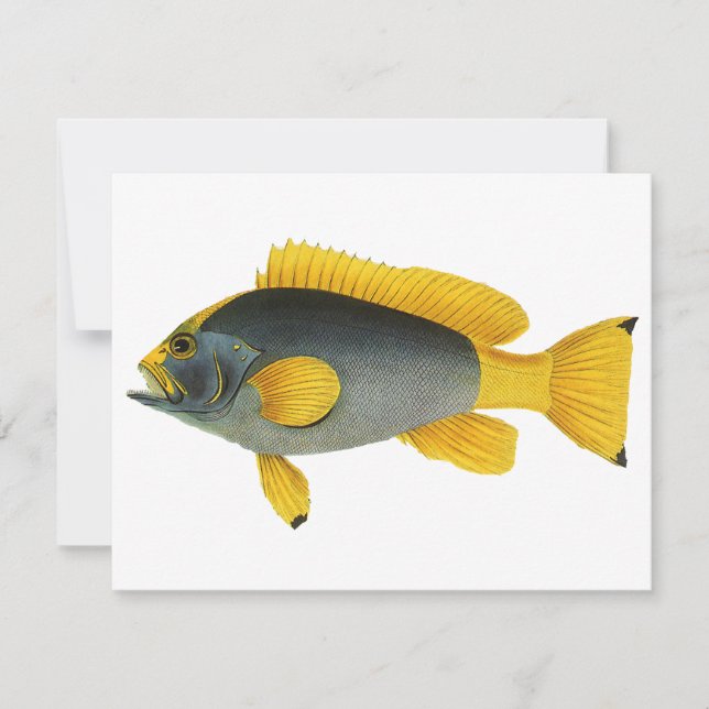 Mérou bleu et jaune, Vieille vie marine (Devant)