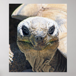 Merveilleuse affiche de tortue !