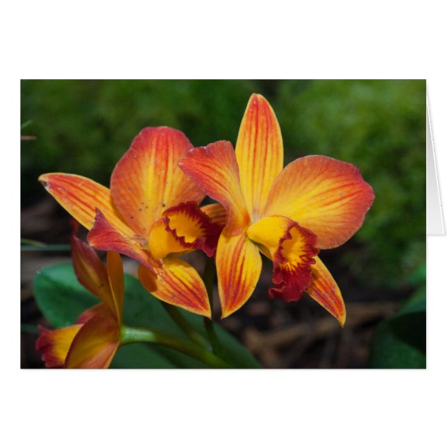 Merveilleuse Orchidée Rhyncattleanthe Jaune Orange (Devant horizontal)
