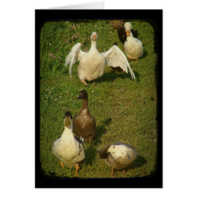 Merveilleuse sauvagine (Devant)