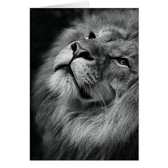 Merveilleux lion (Devant)