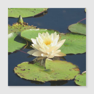 Merveilleux nénuphar jaune