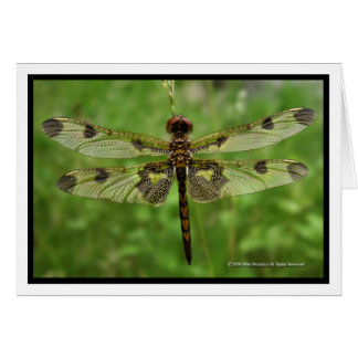 "Mes jolies ailes" - libellule