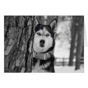 Mes yeux Bleus Bébé