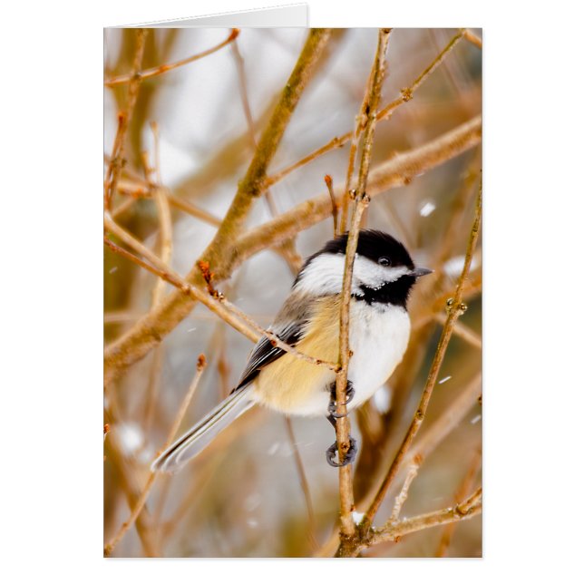 Mésange à tête noire - Photographie originale (Devant)