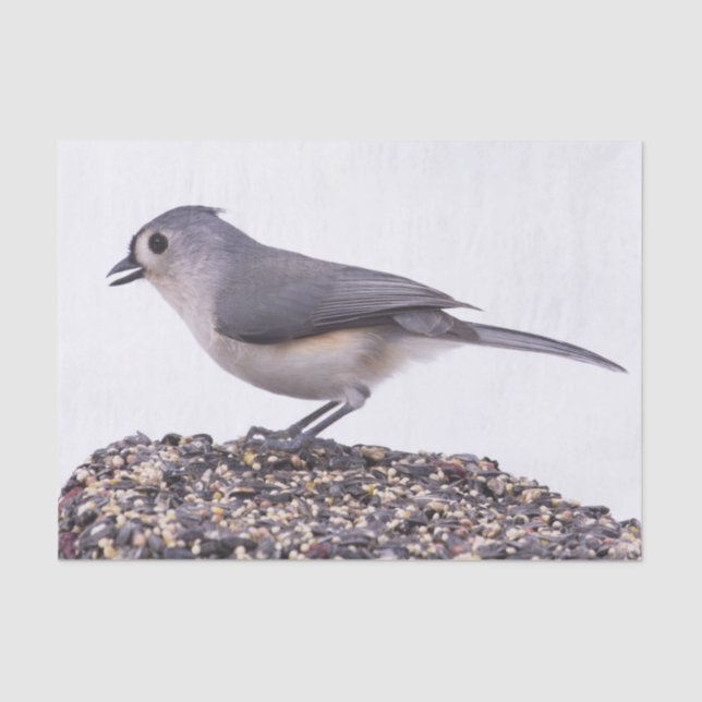 Mésange à tête noire sur papier de soie de graines (Recto)