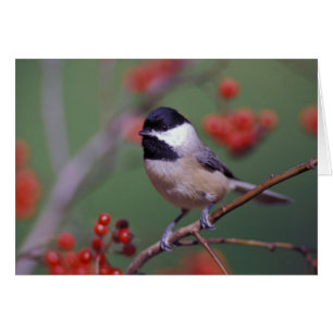 Mésange de Caroline