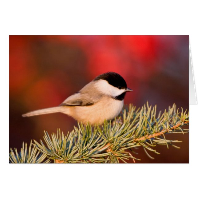 Mésange de Caroline dans le Cèdre de l'Atlas bleu (Devant horizontal)