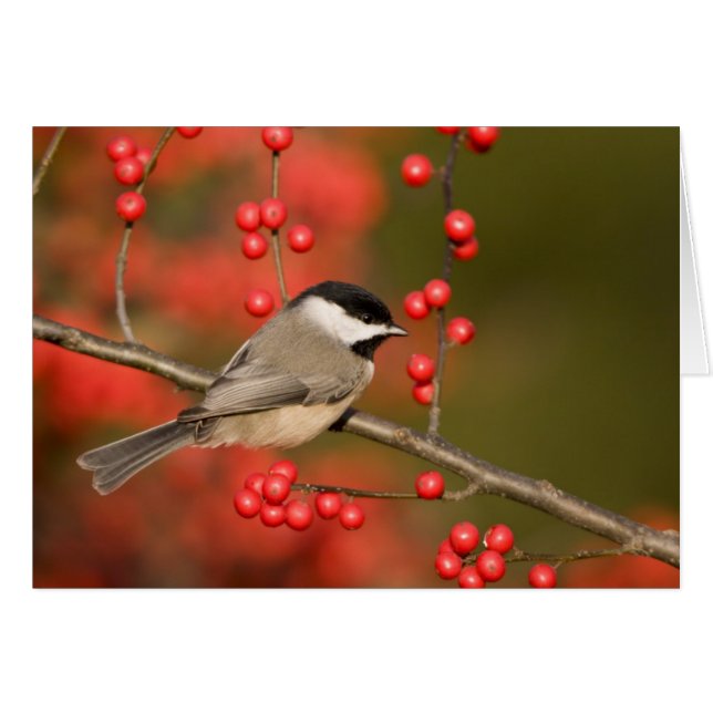 Mésange de Caroline sur un buisson de Winterberry  (Devant horizontal)