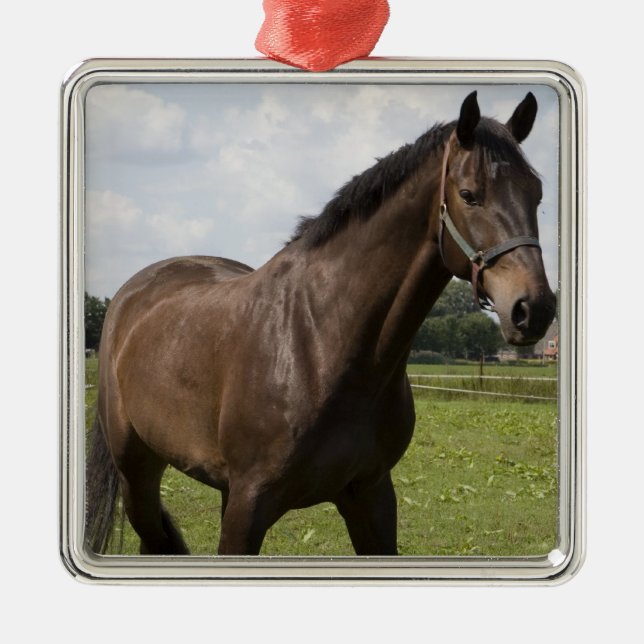 Métallique Ornement de cheval de pur sang (Devant)